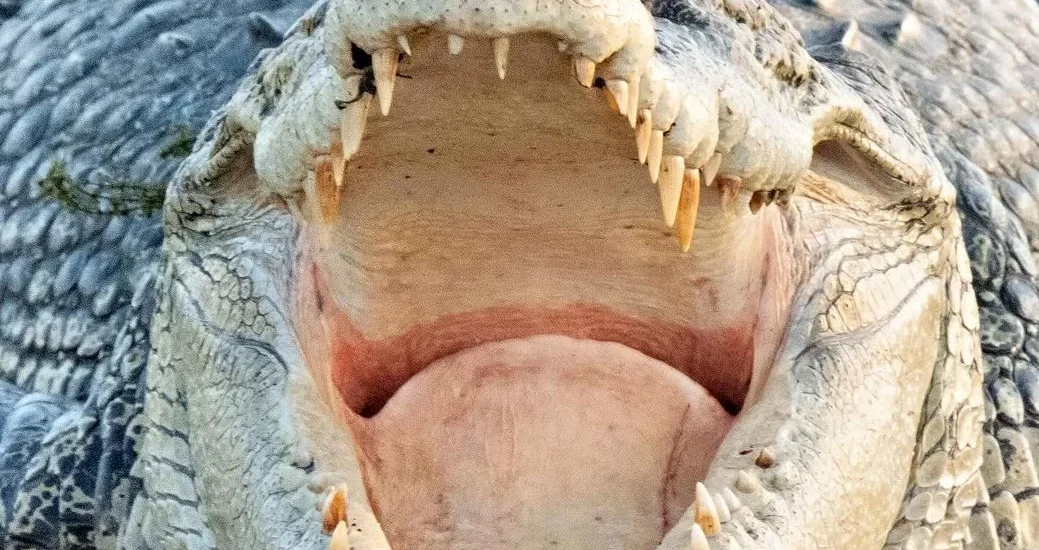 vogmask-europe | Are There Saltwater Crocodiles in Kakadu National Park?