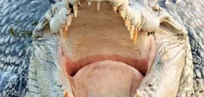 Are There Saltwater Crocodiles in Kakadu National Park