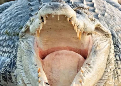 vogmask-europe|Are There Saltwater Crocodiles in Kakadu National Park?