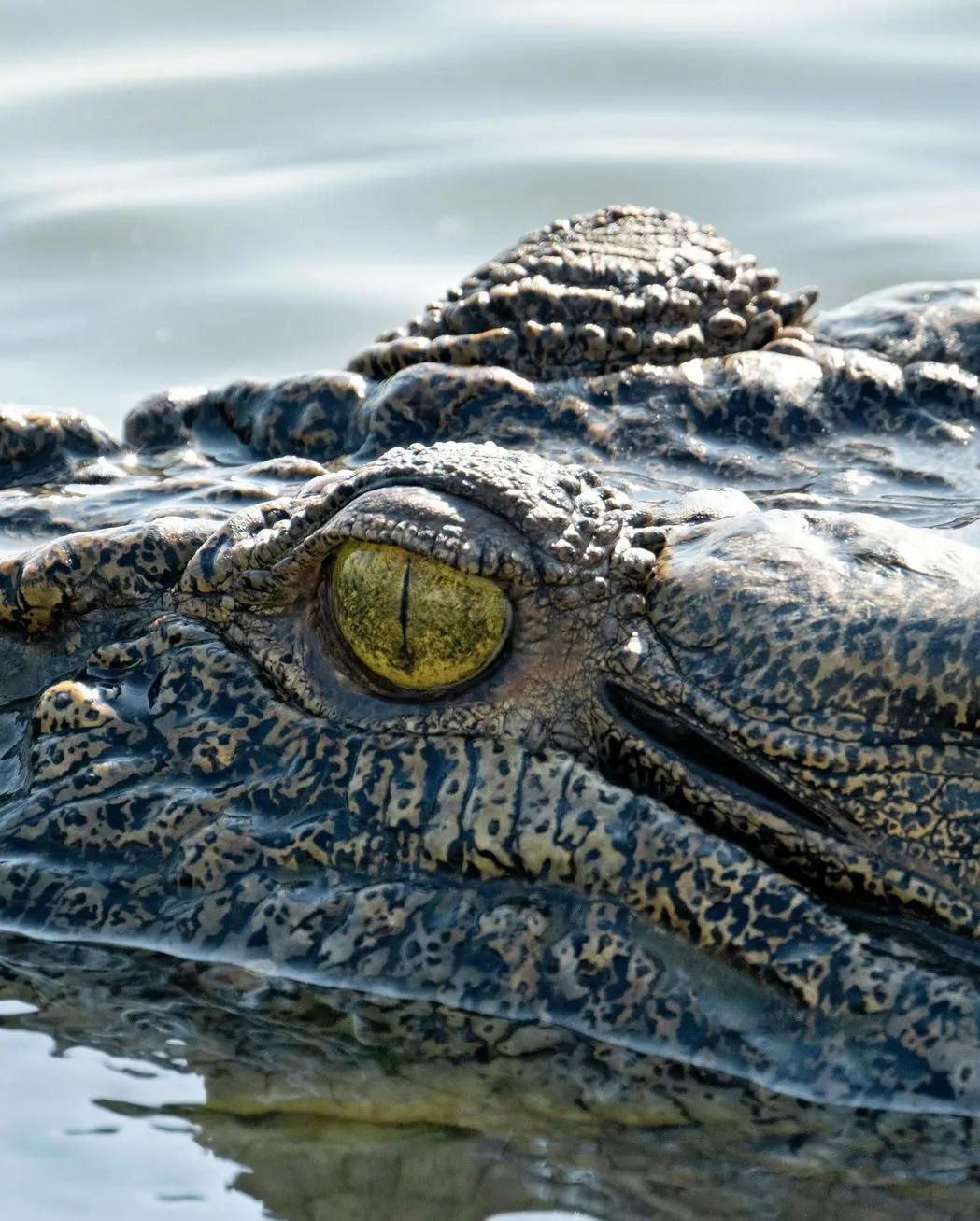 vogmask-europe | Are There Saltwater Crocodiles in Kakadu National Park? vogmask-europe | Are There Saltwater Crocodiles in Kakadu National Park?