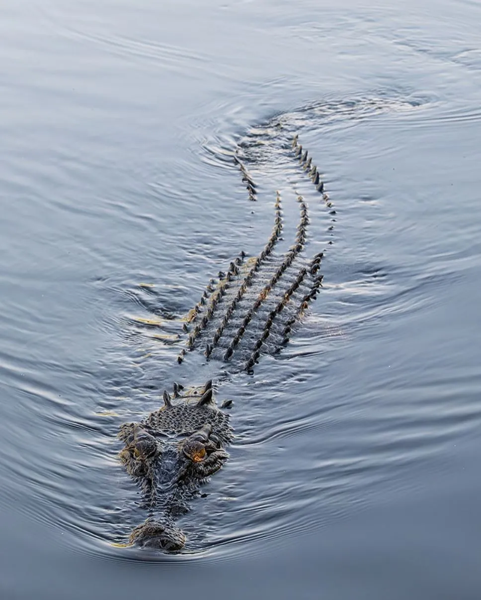 vogmask-europe | Are There Saltwater Crocodiles in Kakadu National Park? vogmask-europe | Are There Saltwater Crocodiles in Kakadu National Park?