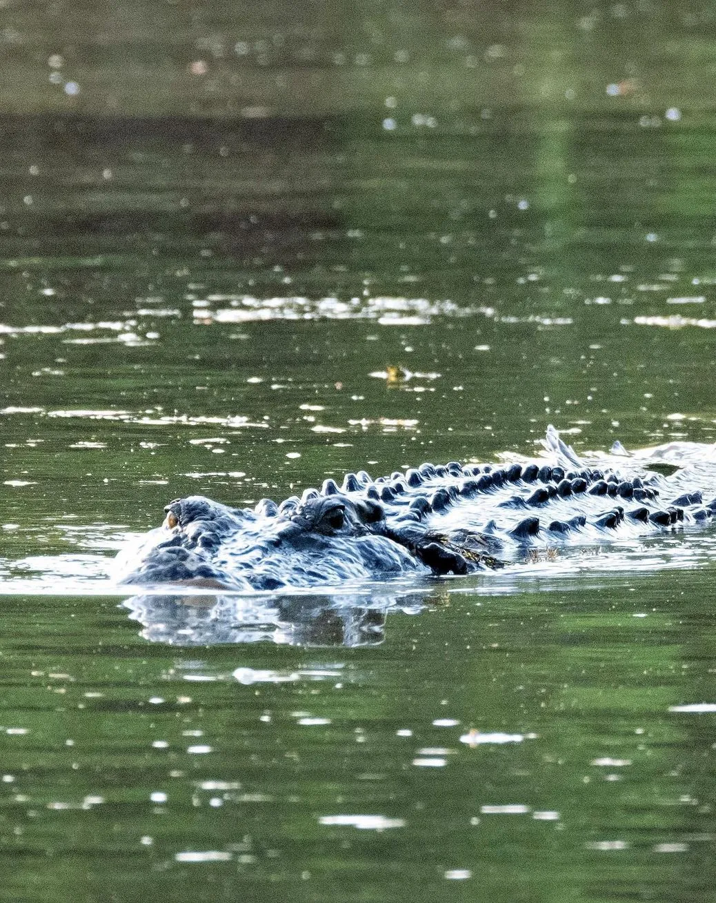 vogmask-europe | Are There Saltwater Crocodiles in Kakadu National Park? vogmask-europe | Are There Saltwater Crocodiles in Kakadu National Park?